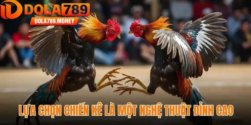 Lựa chọn chiến kê là một nghệ thuật đỉnh cao