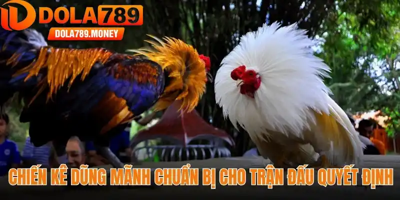Chiến kê dũng mãnh chuẩn bị cho trận đấu quyết định