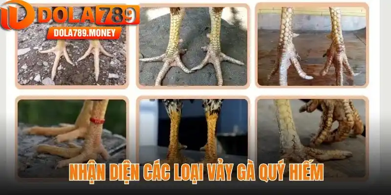 Nhận diện các loại vảy gà quý hiếm