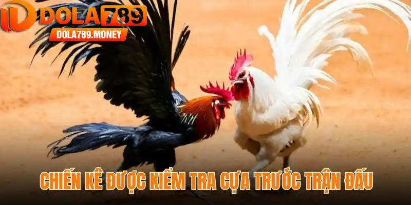 Chiến kê được kiểm tra cựa trước trận đấu