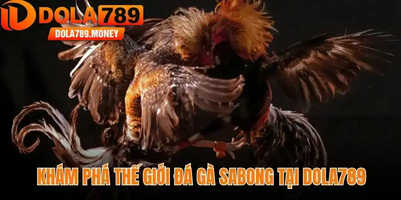 Khám phá thế giới đá gà Sabong tại Dola789