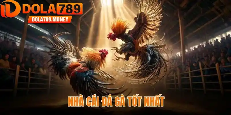 nhà cái đá gà tốt nhất 2025 - Sàn cược uy tín dola789