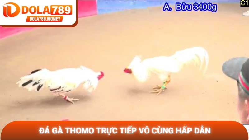 Đá gà Thomo trực tiếp vô cùng hấp dẫn