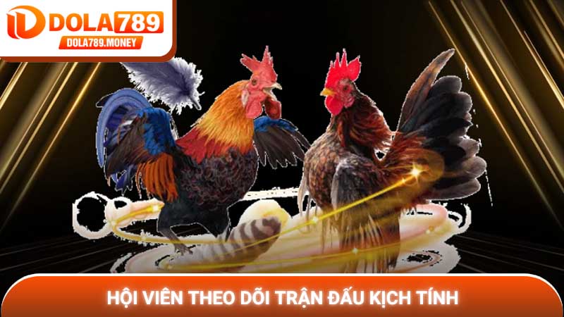 Hội viên theo dõi trận đấu kịch tính